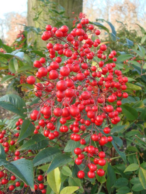 Nandina domestica fruit